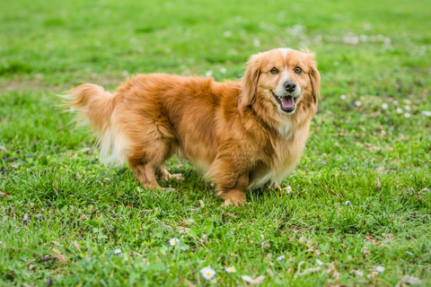 歩く姿が最高にキュート 短足犬の種類と飼い方について Uchinoco うちの子