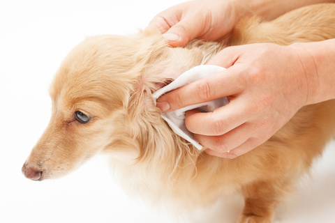 犬に多い外耳炎の原因は 市販薬もあるの Uchinoco うちの子