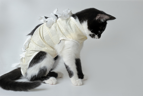 猫の術後服は使った方が良い いつまで使うべき Uchinoco うちの子