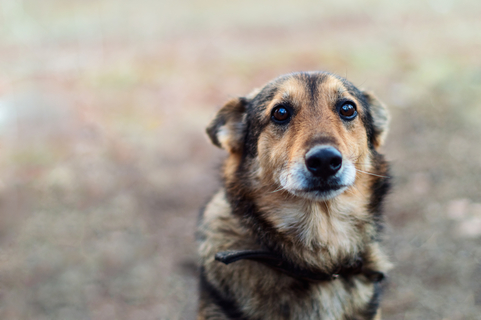 犬は悲しい時には泣くもの 犬の感情を考えてみました Uchinoco うちの子