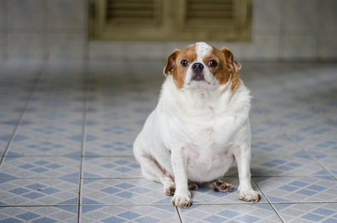 あれ 最近愛犬の体が 犬が太りすぎる その原因は Uchinoco うちの子