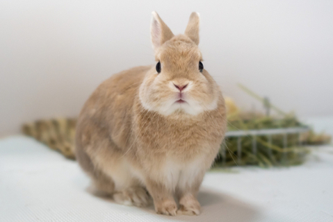 ネザーランドドワーフの飼い方や注意点 体の特徴にあった商品も紹介 Uchinoco うちの子