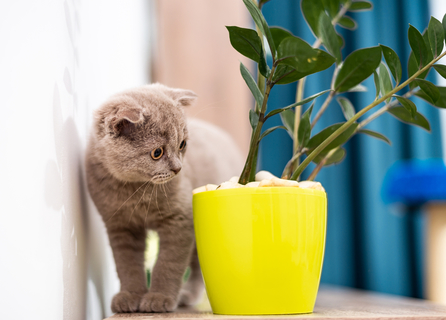 猫が観葉植物を食べるのはなぜ 理由や対策について Uchinoco うちの子