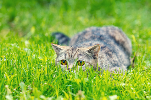 画像・写真・ベクター画像・動画・音楽素材 | Shutterstock