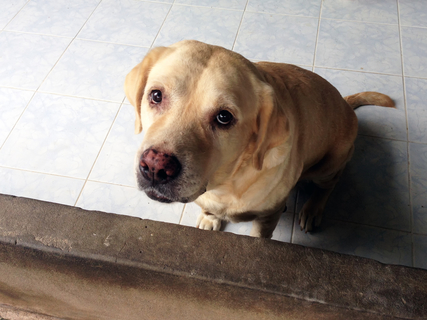 犬が寂しい時に見せる表現とは 気づいてあげたい犬の気持ち Uchinoco うちの子