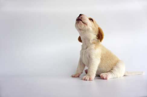 思わず不安になる 犬が遠吠えをするのは自然な行動でしょうか Uchinoco うちの子