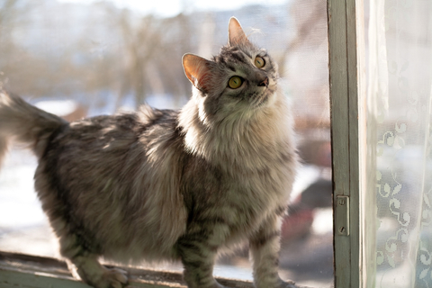 猫を飼うとゴキブリがいなくなる 本当か嘘か Uchinoco うちの子