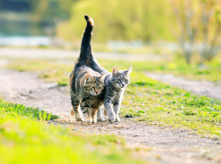 雄猫が突然 家出をするのはなぜ その理由について Uchinoco うちの子