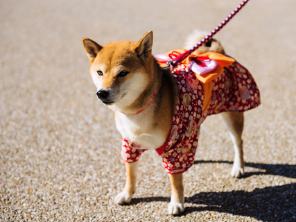 愛犬とお正月を楽しめる犬服6選 年賀状の写真やsns映えにも 21年版 Uchinoco うちの子