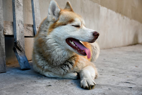 犬の夏バテにはご用心 夏バテになるとどんな症状が出るの Uchinoco うちの子