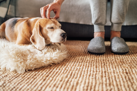 犬を撫でたい 犬が喜ぶ撫で方をご紹介 Uchinoco うちの子