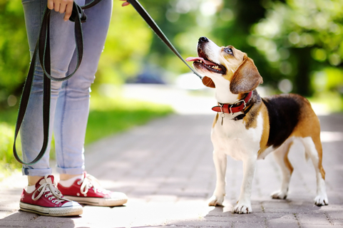 マムシから愛犬を守る マムシの生態と咬まれたときの対処法とは Uchinoco うちの子