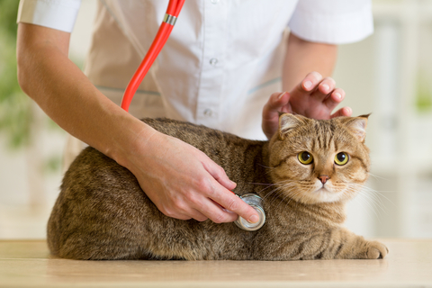 なぜ猫は病院に連れて行くと暴れるのか 理由と対処法を紹介 Uchinoco うちの子