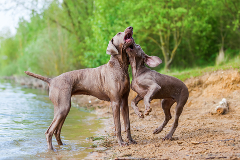 先住犬が子犬を噛む もう1頭犬を飼うときは注意 Uchinoco うちの子