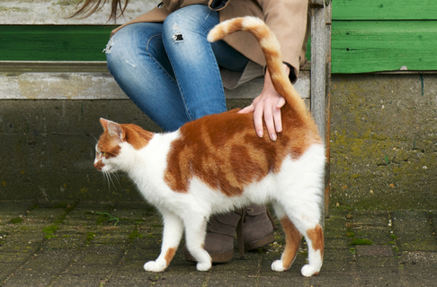 猫が 腰トントン で喜ぶ理由を解説 Uchinoco うちの子