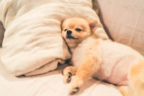 犬は腕枕が大好き 枕が必要な理由とおすすめの犬用まくら Uchinoco うちの子