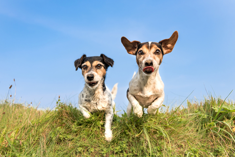 犬の骨格についてどこまで知ってる 基礎知識やトラブルなど Uchinoco うちの子