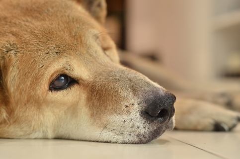 犬が夜泣きするのはなぜ 理由と対策について Uchinoco うちの子