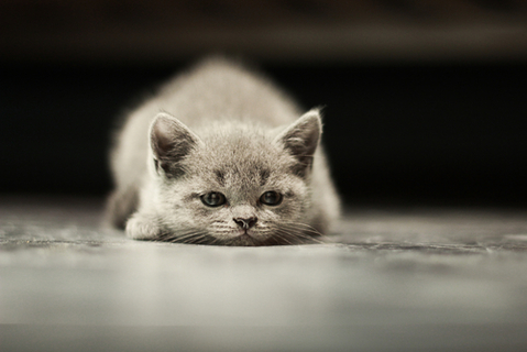 猫のひげを切ってはいけない理由と切った場合の対処法 Uchinoco うちの子