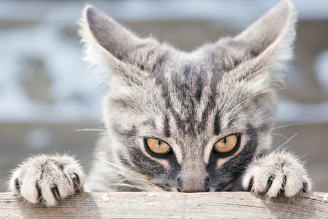 写真素材・写真とロイヤリティフリー動画素材 | Shutterstock