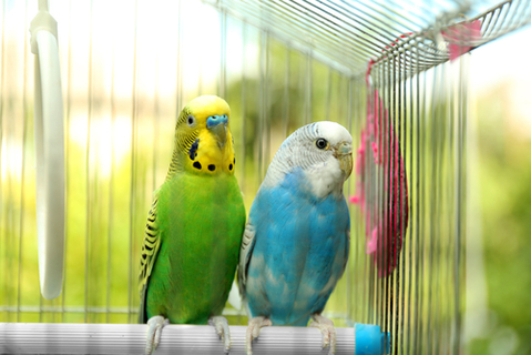 犬とインコは一緒に飼えるもの それとも危険 Uchinoco うちの子