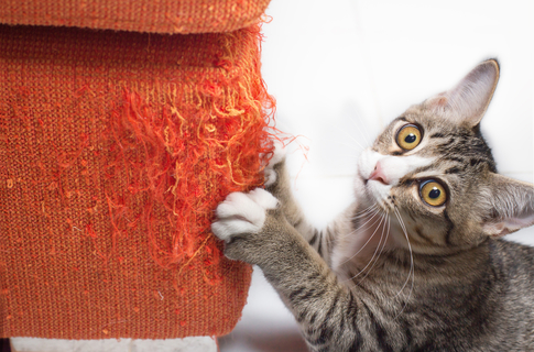 愛猫がケージの中で鳴く理由とは Uchinoco うちの子