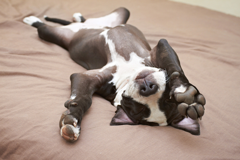 犬が寝ている時にうつ伏せで寝ていますか 寝かたには理由があります Uchinoco うちの子