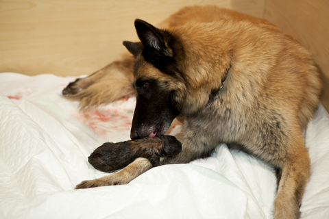 犬の妊娠期間は思いのほか短い Uchinoco うちの子