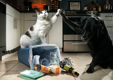 猫がゴミ箱にいたずらをする！対策を紹介 | UCHINOCO ＜うちの子＞