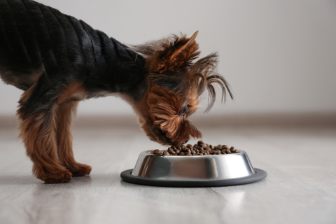 小型犬の餌の量はどれくらいが良いの 目安量を知る方法も Uchinoco うちの子