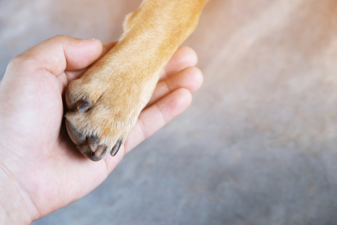 犬の肉球クリームって何 その正体から おすすめ商品まで解説します Uchinoco うちの子