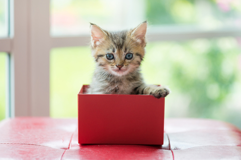 飼い主なら気になる生後1年までの子猫の平均体重 Uchinoco うちの子