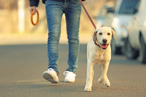 犬の散歩中に拾い食いするのを止めさせたい 拾い食いのしつけ方法 Uchinoco うちの子