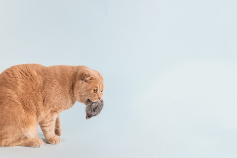 猫が豹変 おもちゃをくわえて唸る理由とは Uchinoco うちの子