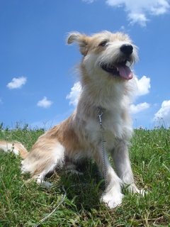 犬の鳴き声にはどんな意味があるのか知りたい Uchinoco うちの子