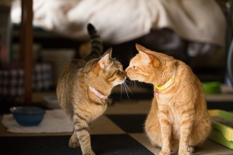 子猫はどんなときに鳴くの 子猫の鳴き声の秘密 Uchinoco うちの子