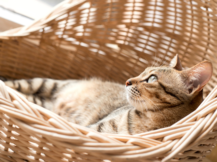 写真素材・写真とロイヤリティフリー動画素材 | Shutterstock