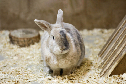 うさぎをサークルで飼うときのメリット デメリット Uchinoco うちの子