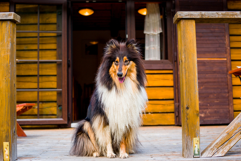 名犬ラッシーのモデル？？『ラフコリー』とは？？ | UCHINOCO ＜うちの子＞