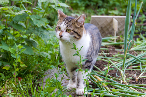 猫にネギを与えるのは危険 理由や対処方法をご紹介 Uchinoco うちの子