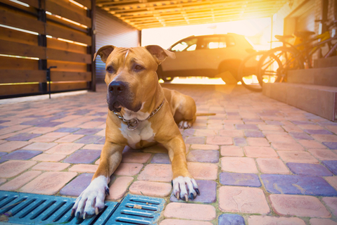 犬とインコは一緒に飼えるもの それとも危険 Uchinoco うちの子