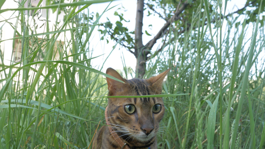 よくあること 雄猫が帰ってこない理由について Uchinoco うちの子