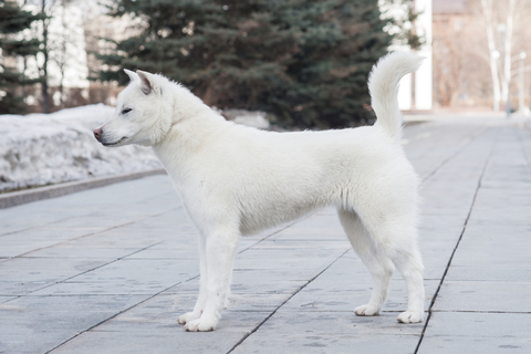 いくつ知っている 日本犬を紹介 Uchinoco うちの子