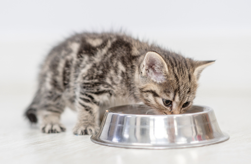 子猫の餌の時間～何時にご飯を与えればいいの？おすすめのフードって 