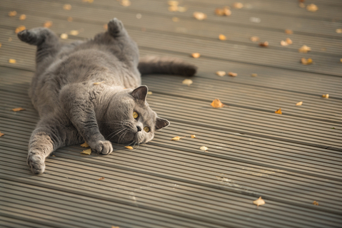 写真素材・写真とロイヤリティフリー動画素材 | Shutterstock