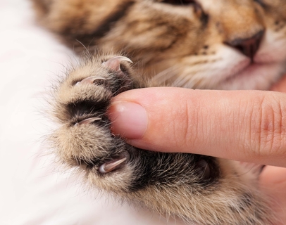 猫が爪を噛むのはなぜ 出血をしたときの対処法 Uchinoco うちの子