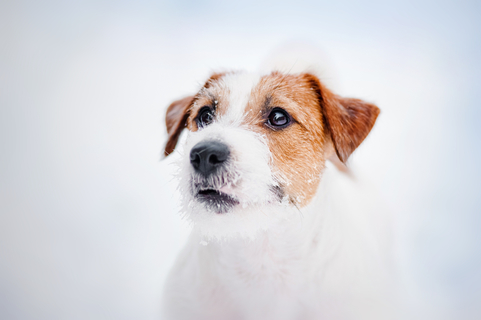 冬は犬のしもやけに注意 しもやけの症状や予防方法について Uchinoco うちの子