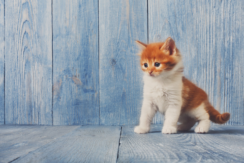 子猫の体重の増え方はどれくらいが普通 仔猫をお世話するポイントは Uchinoco うちの子