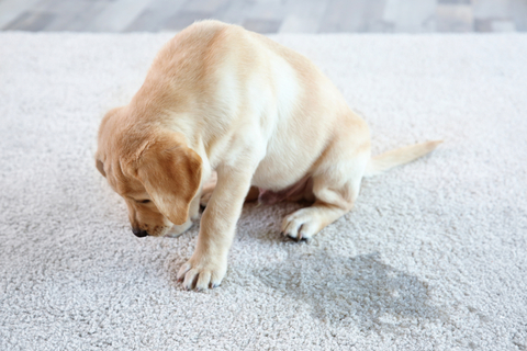 犬は反省しない 怒られたあとに見せる犬のしぐさとその意味とは Uchinoco うちの子