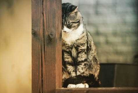 写真素材・写真とロイヤリティフリー動画素材 | Shutterstock